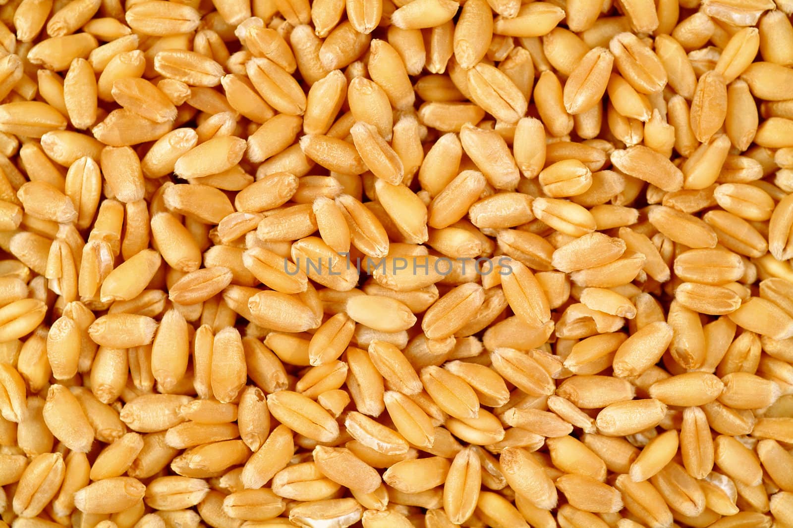 Wheat grain background 