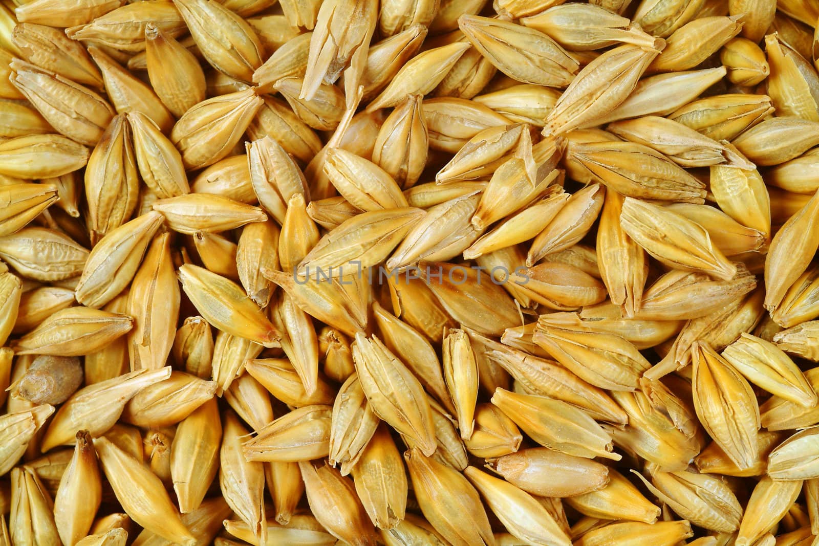 heap of wheat grains by microolga