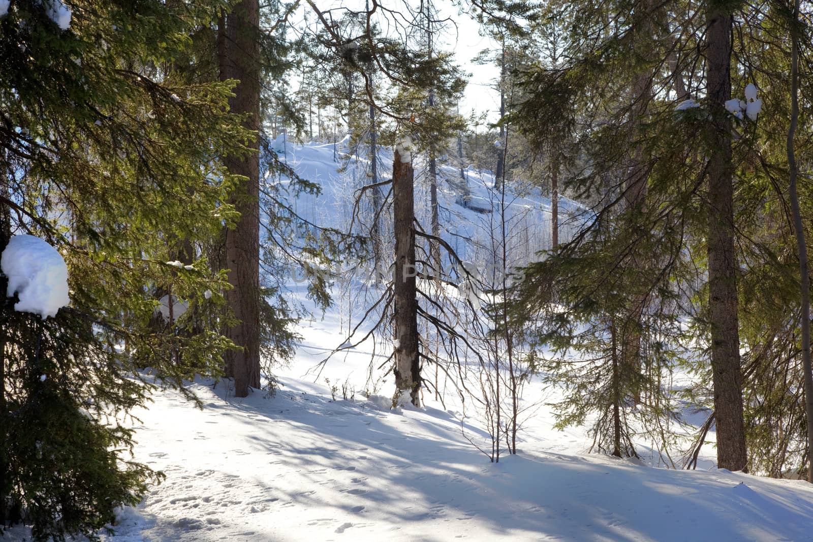 Winter landscape in the woods on a sunny day