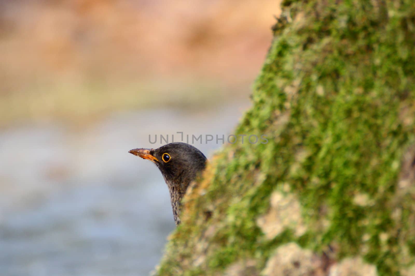 female thrush hiding behind a big tree