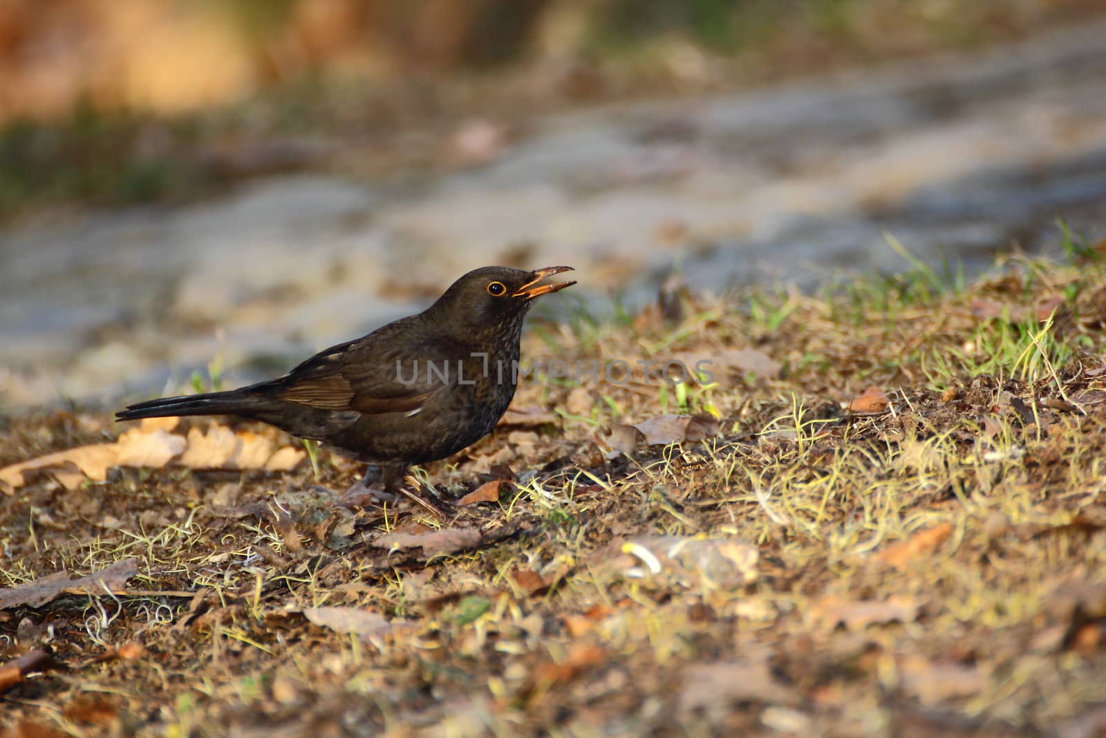 female blackbird by taviphoto