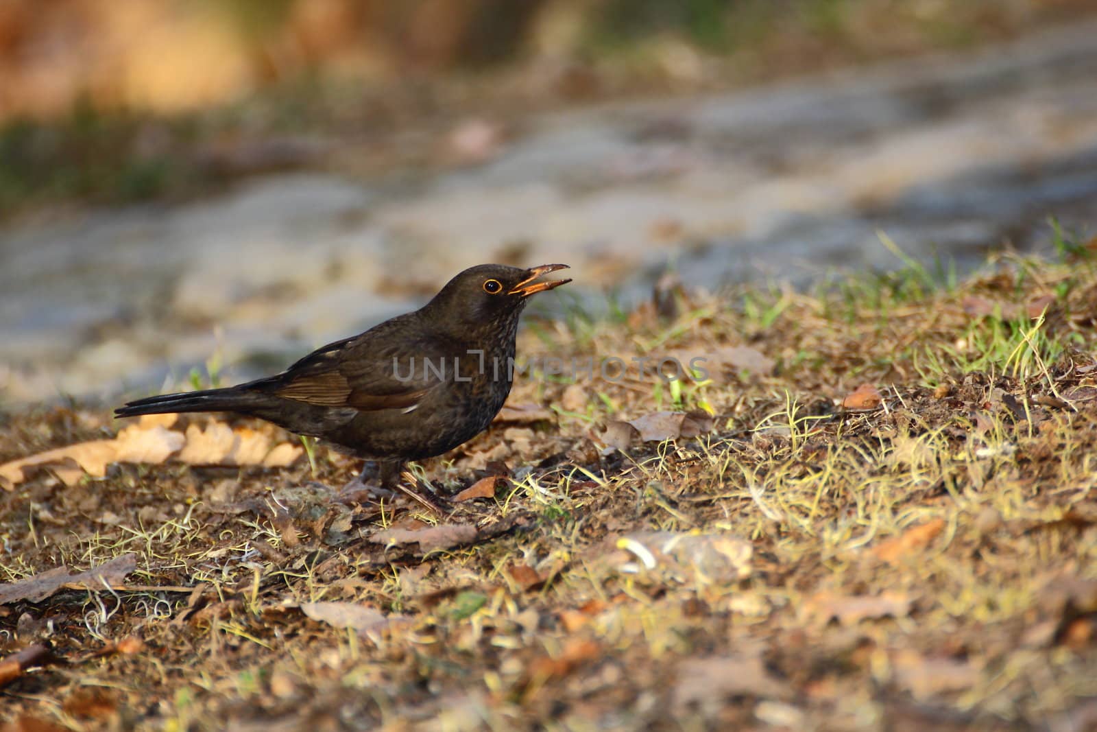 female blackbird looking after material for the nest