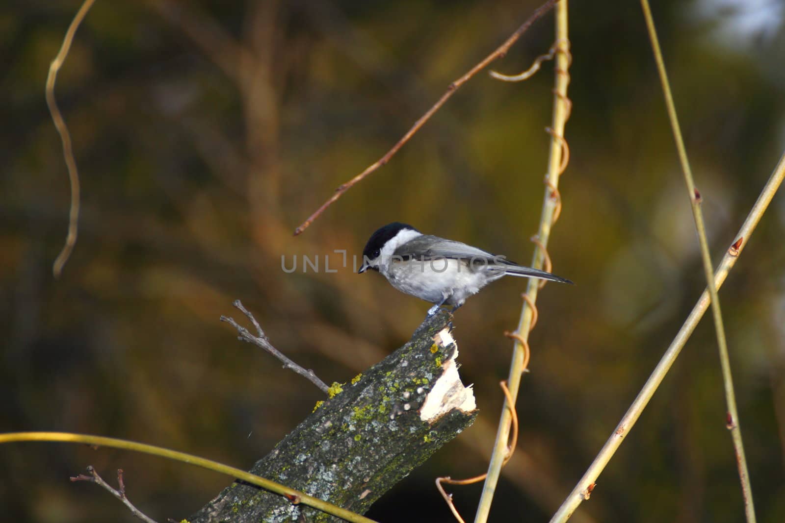 parus ater-coal tit standing on a broken branch
