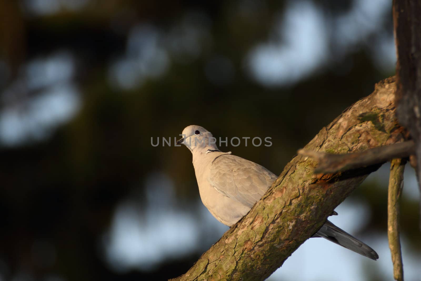 turtledove standing on a branch illuminated by the warm light of sunset