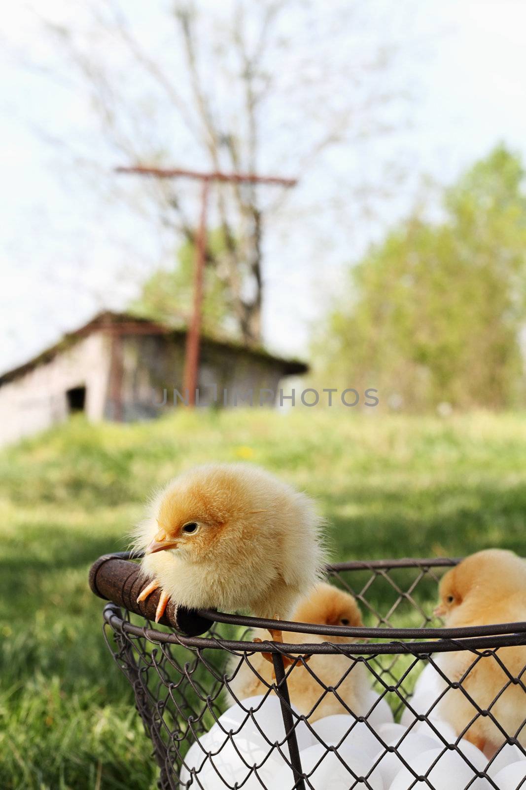 Little Buff Orpington chicks sitting on top of an egg basket with chicken coop in far background. Extreme shallow depth of field. 