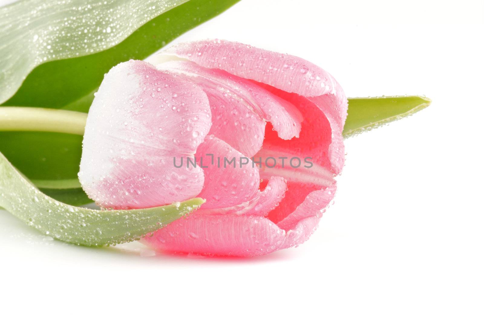 Bud of Spring pink tulip close up isolated on white background