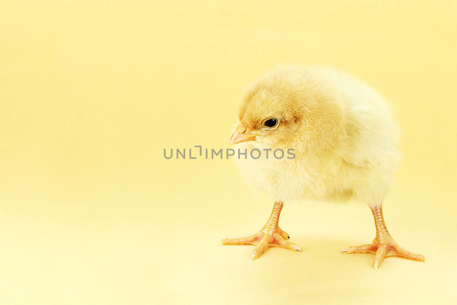 Little Buff Orpington chick against a yellow background with room for copy space. 