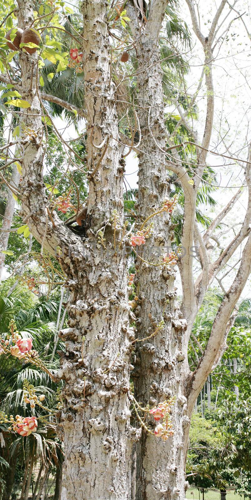 cannonball tree (Couroupita guianensis)