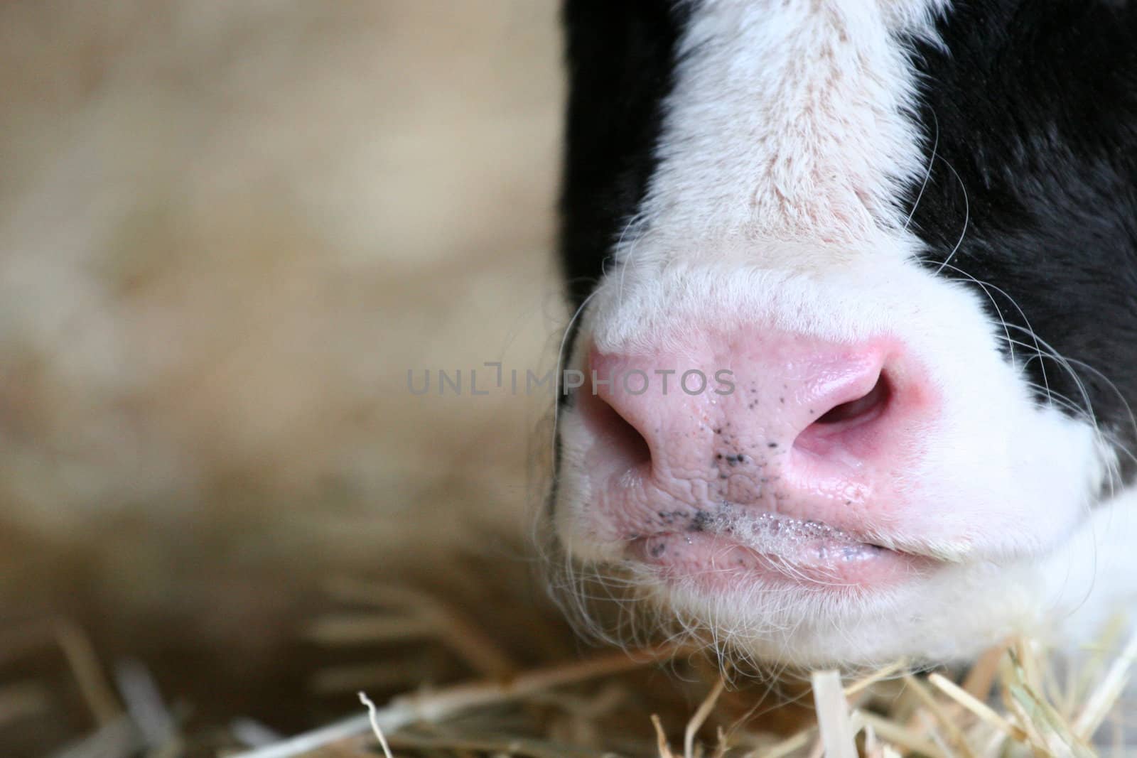 Close up of day old holstein calf nose