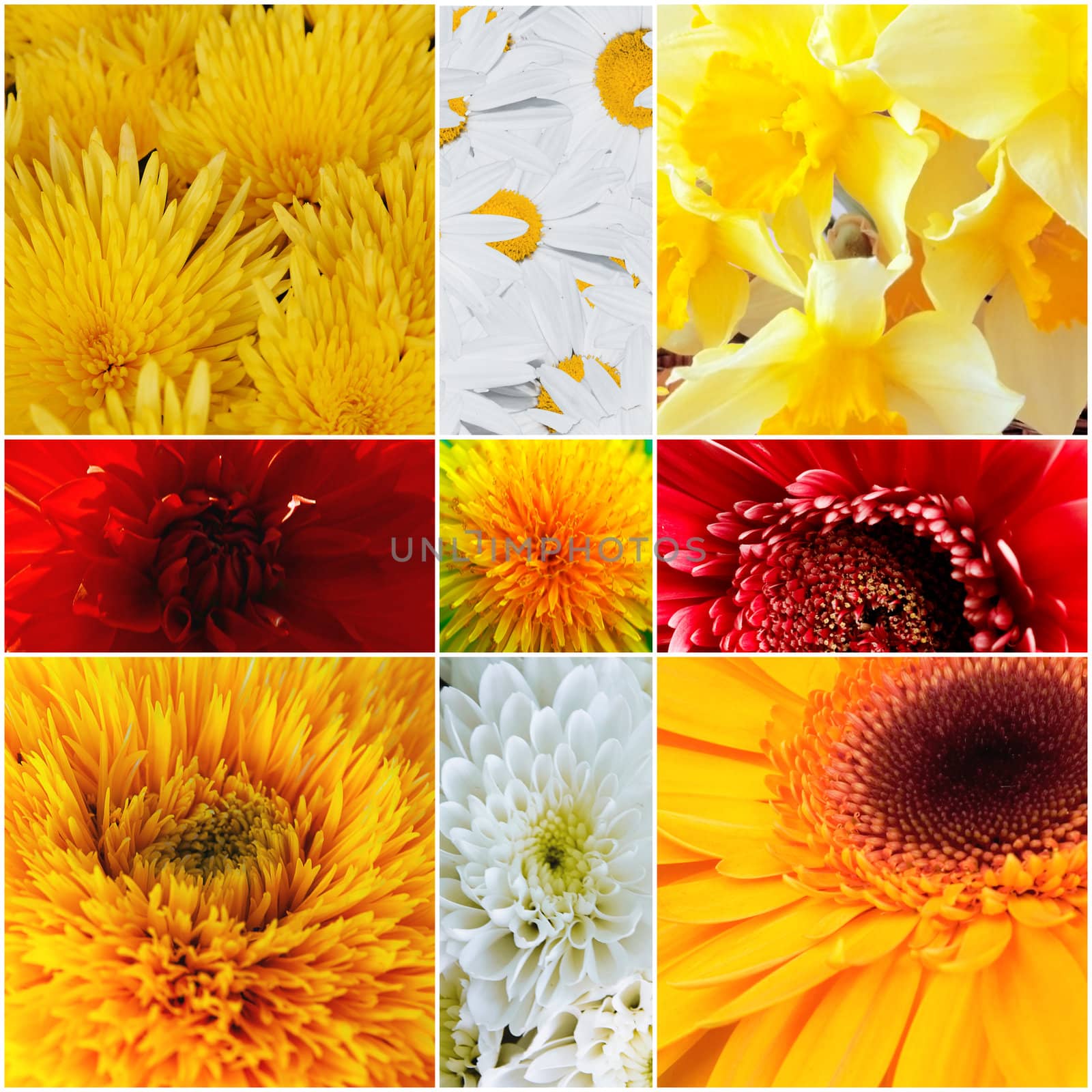 Yellow and red petals of gentle flowers