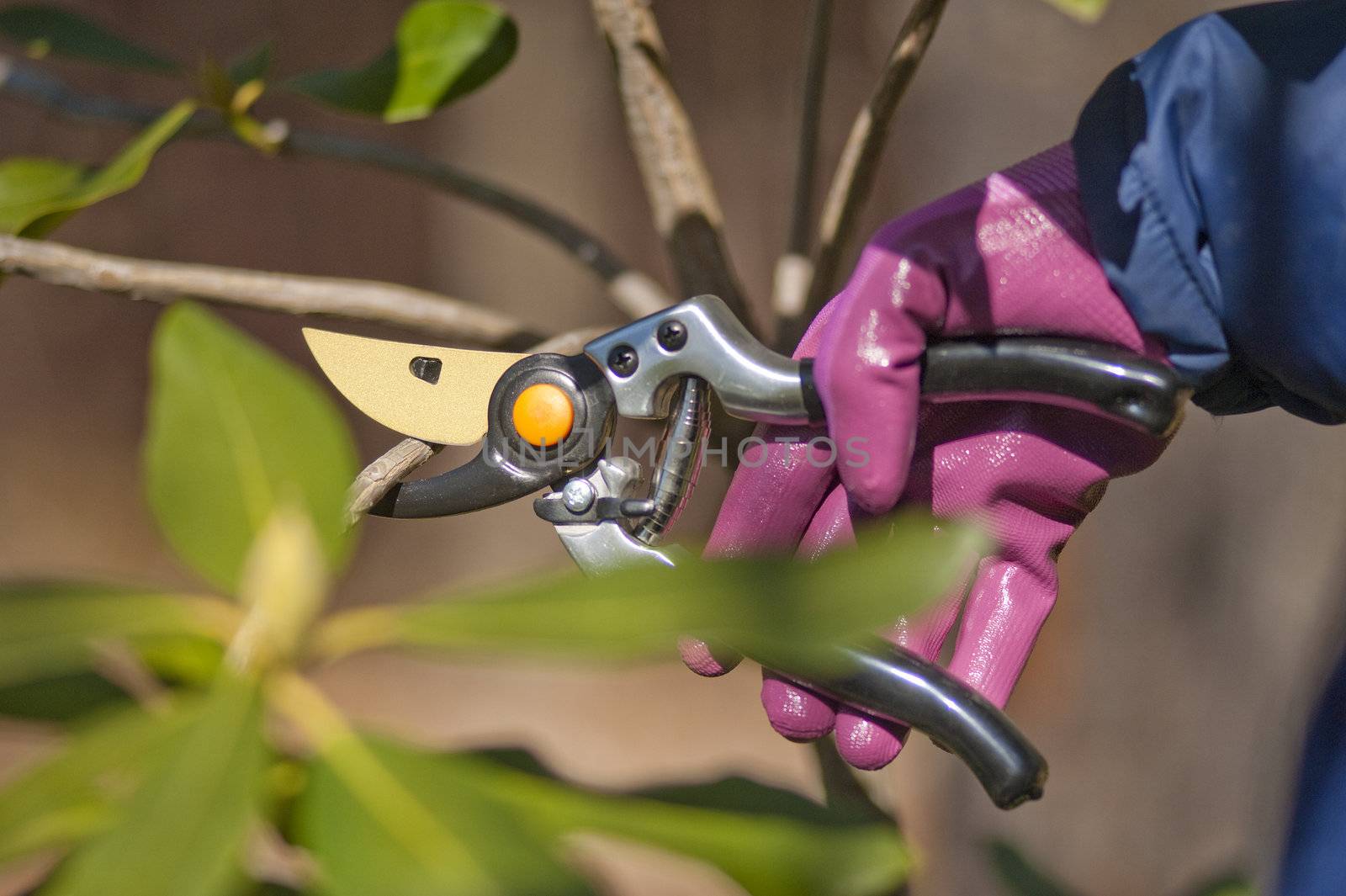 Pruning shrubs by f/2sumicron