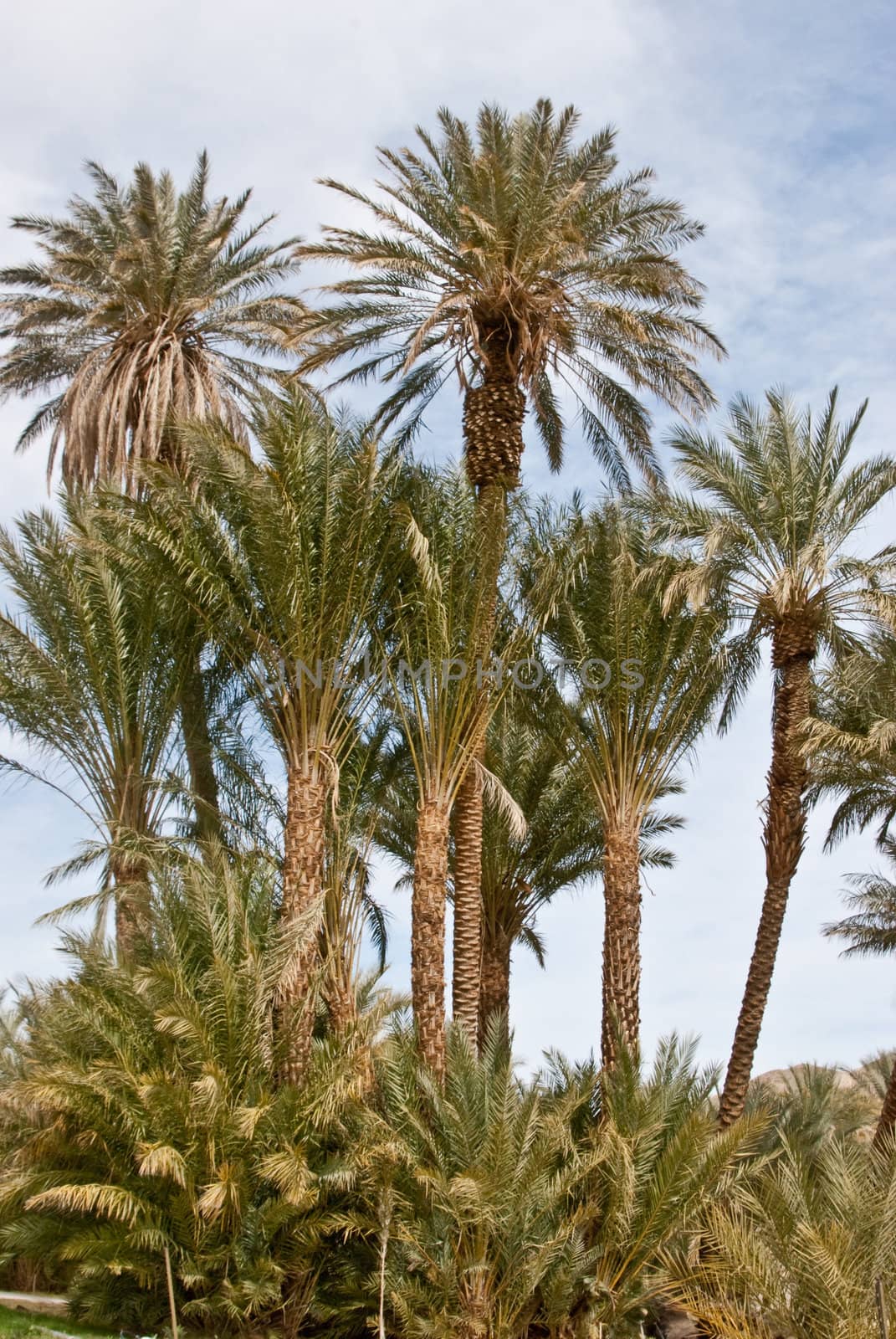 Date Palms by emattil