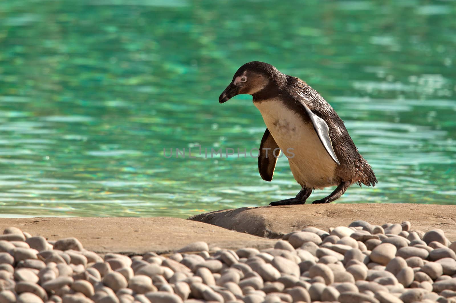 Humboldt Penguin Waddling Beside Green Water by scheriton