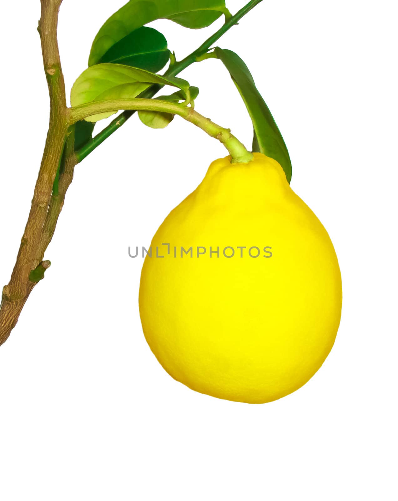 Ripe fruit on the branch of a lemon on a white background by NickNick