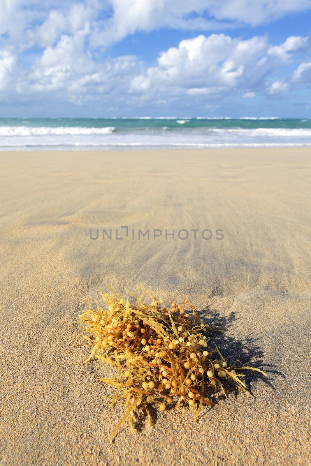 seaweed on a cara�bean beach in summer