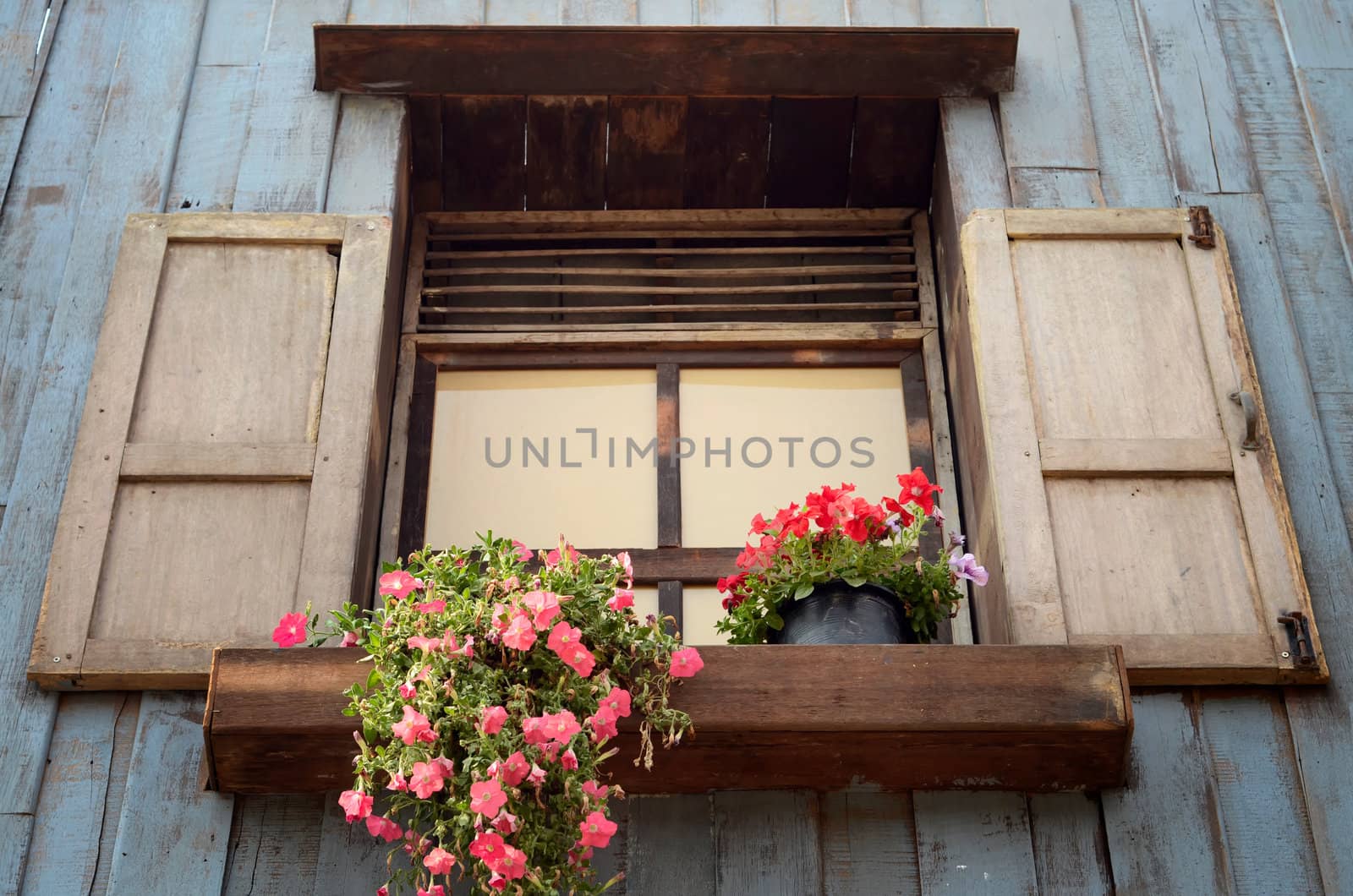 Pink flower in pot On edge of open wood window and blue panel