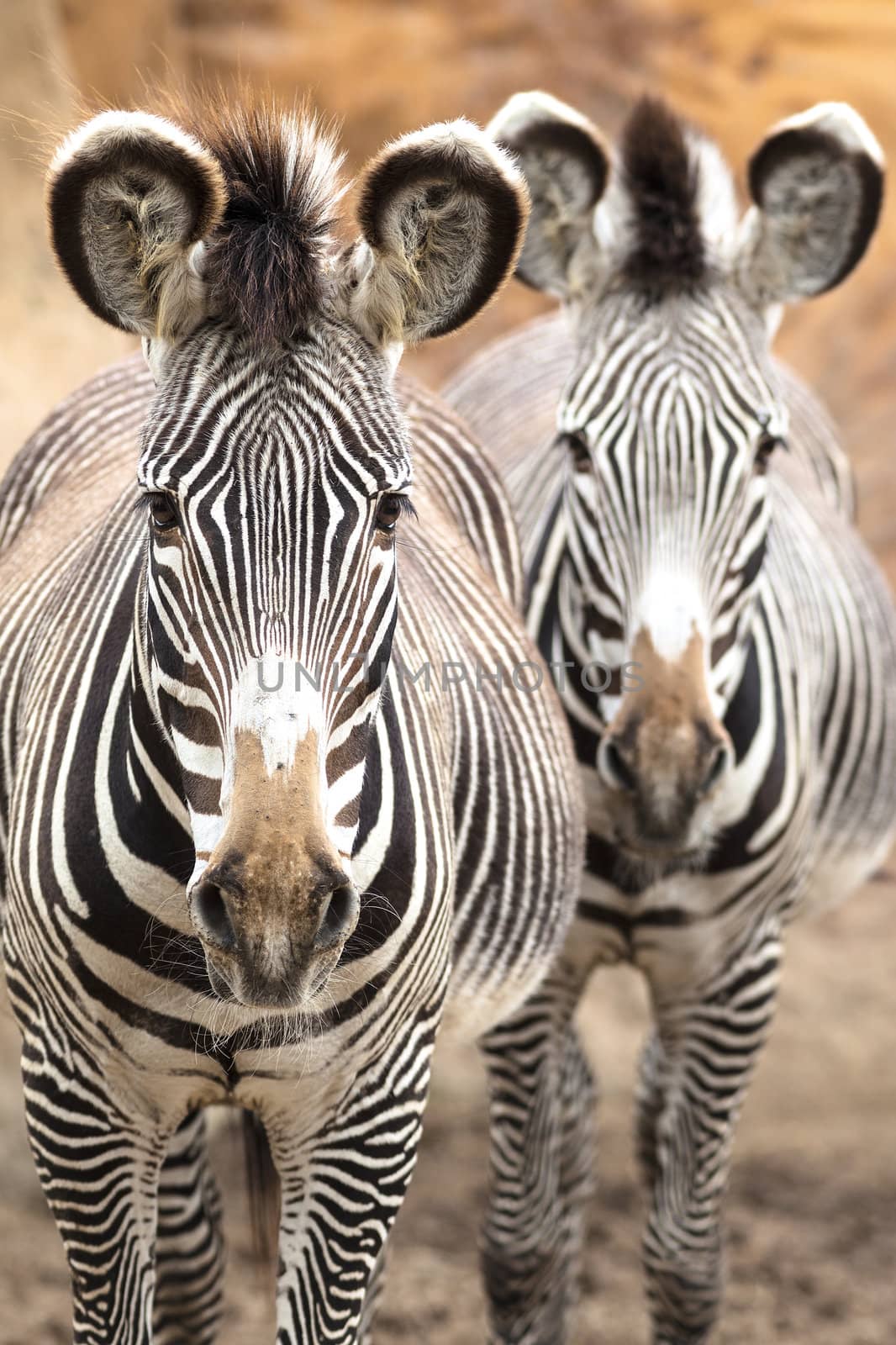 Wild Zebra socialising in Africa 