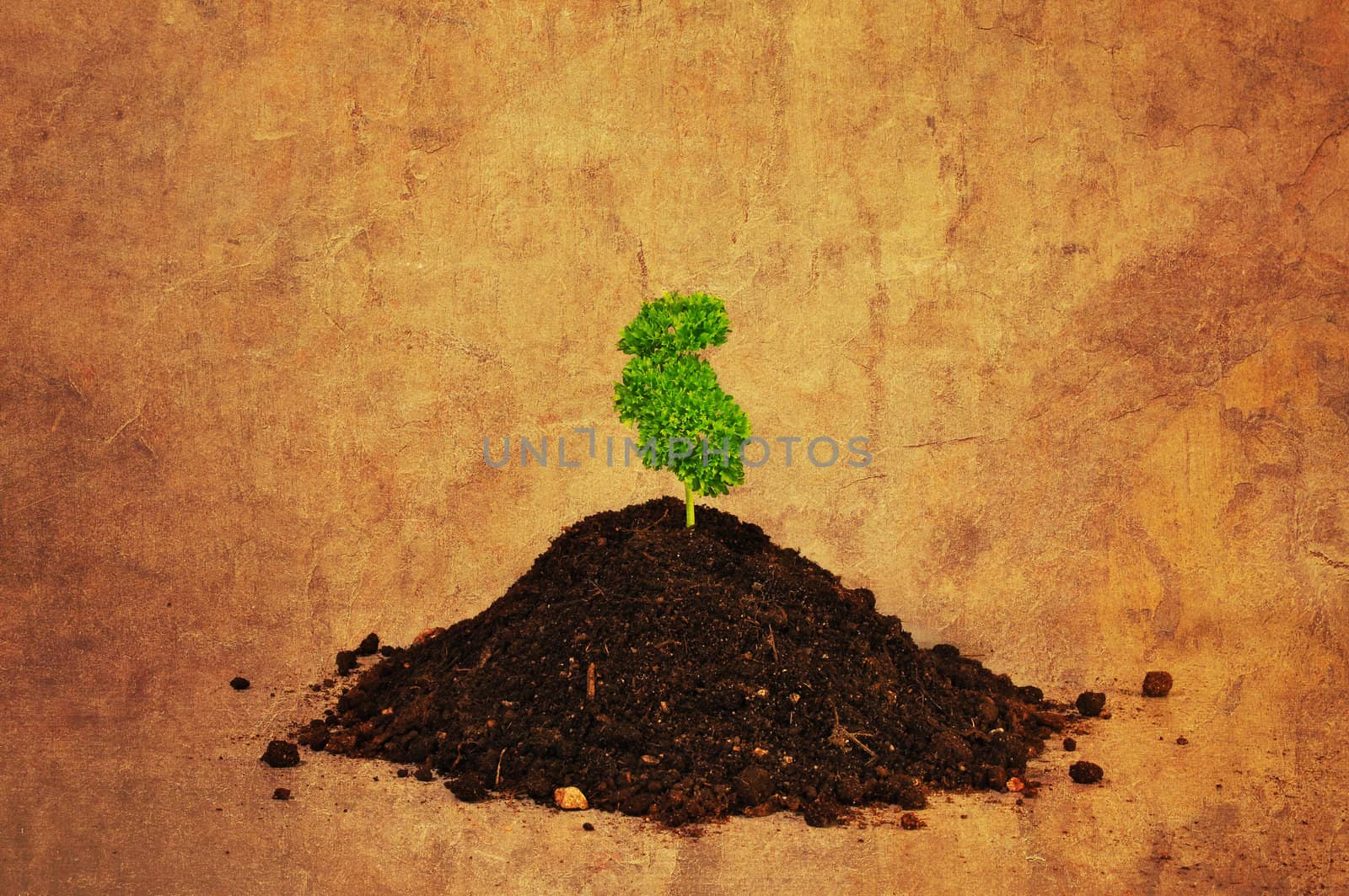 Parsley growing in a pile of soil.