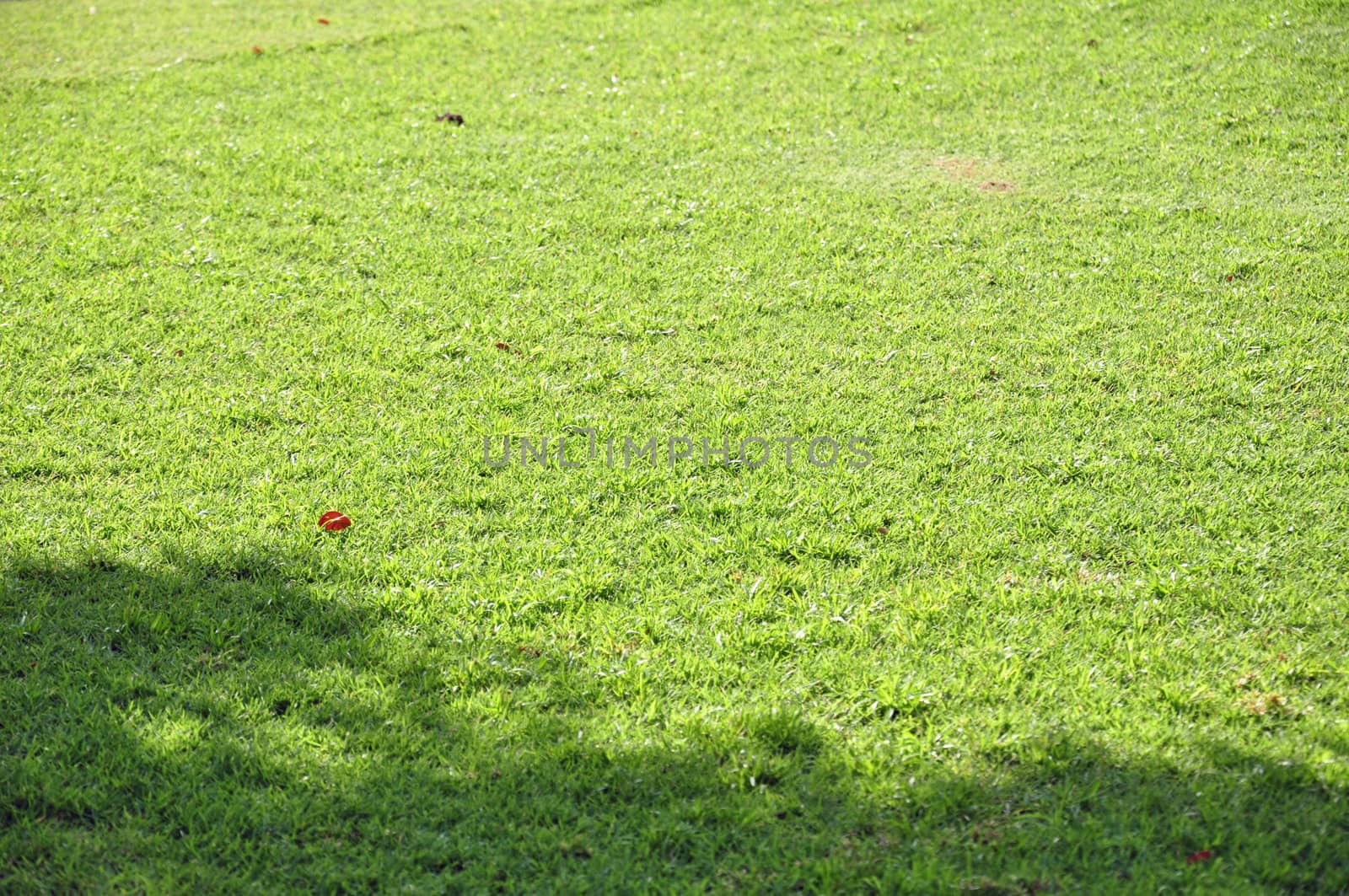 Green grass. Beautiful spring nature background