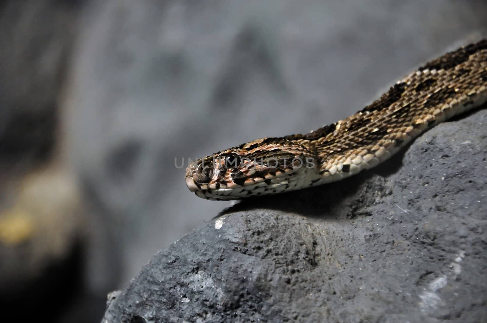 Snake, A picture of Siamese Russell Viper, thailand
