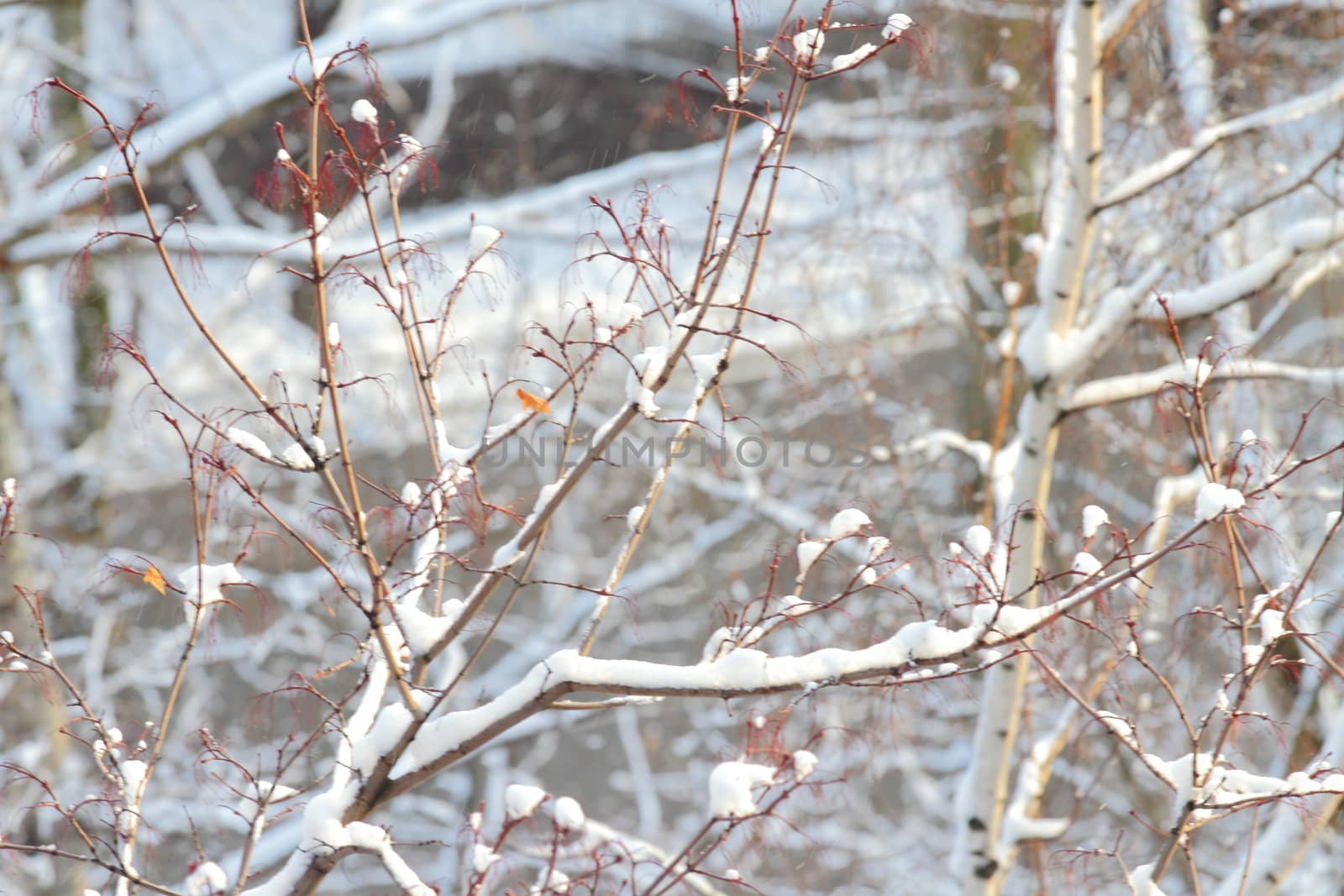 branches of trees with the snow, the beautiful winter landscape