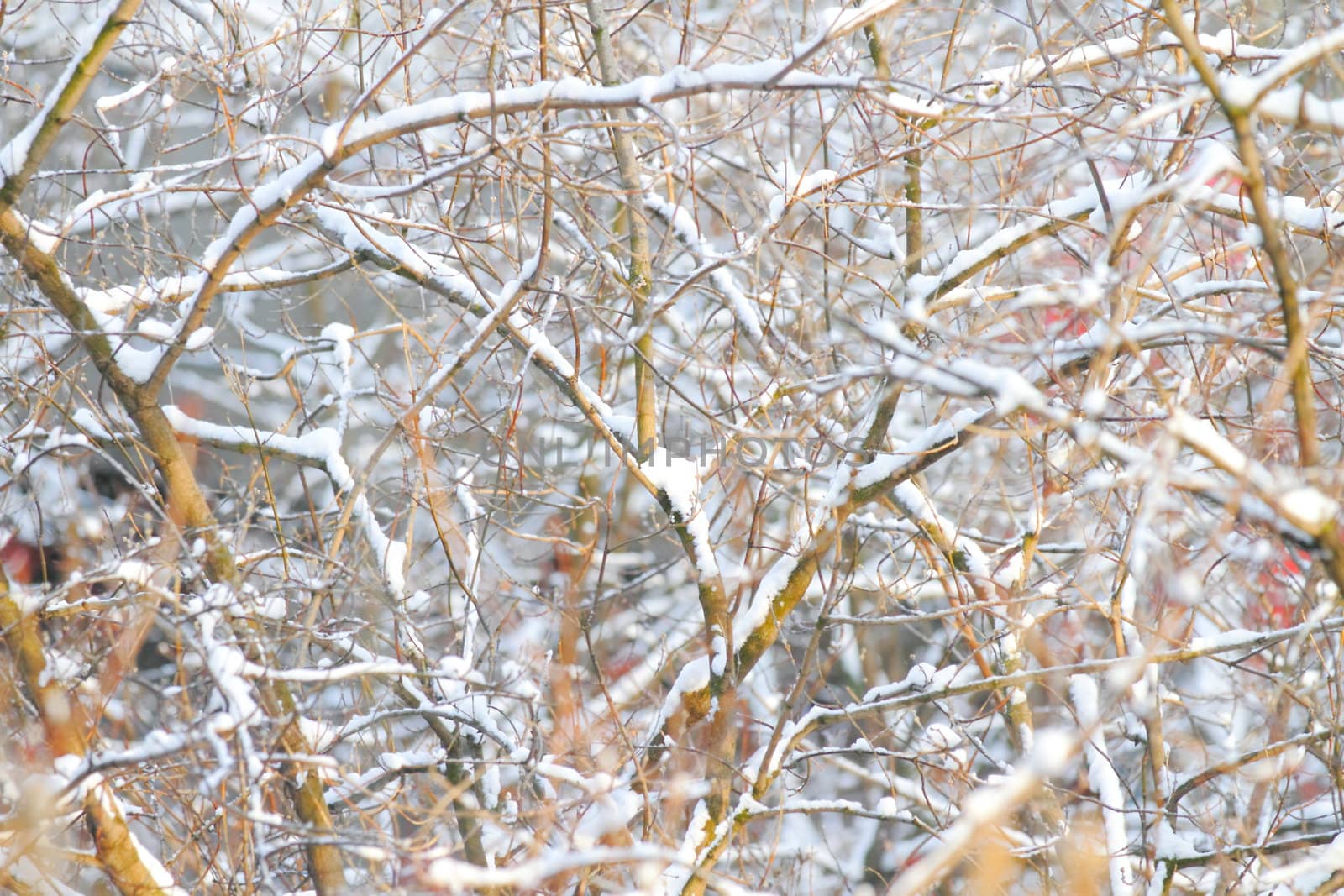 branches of trees with the snow, the beautiful winter landscape