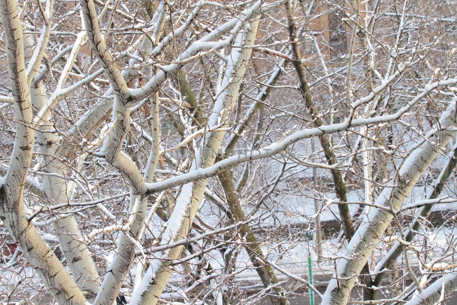 branches of trees with the snow, the beautiful winter landscape