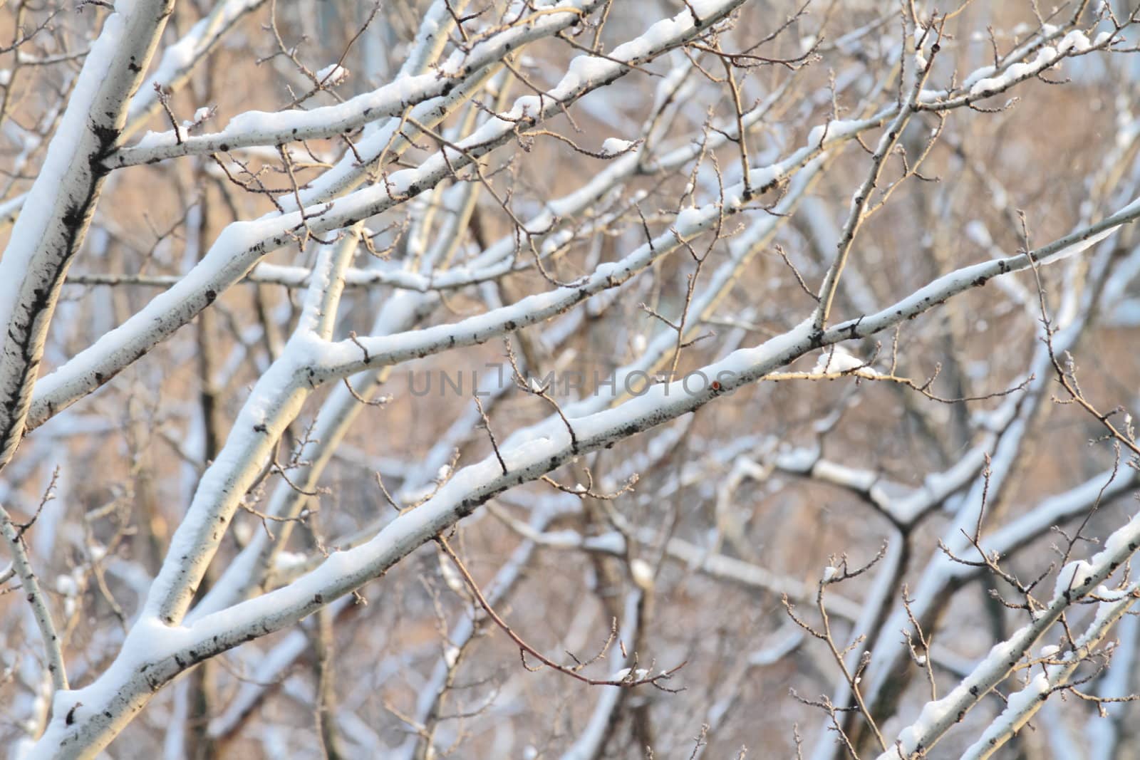 branches of trees with the snow, the beautiful winter landscape