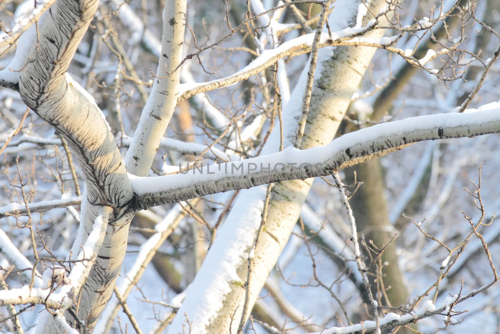 branches of trees by victorych