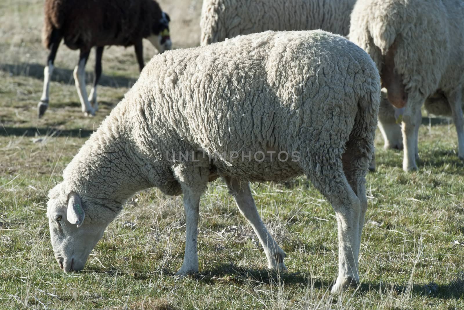 Sheep grazing. by angelsimon