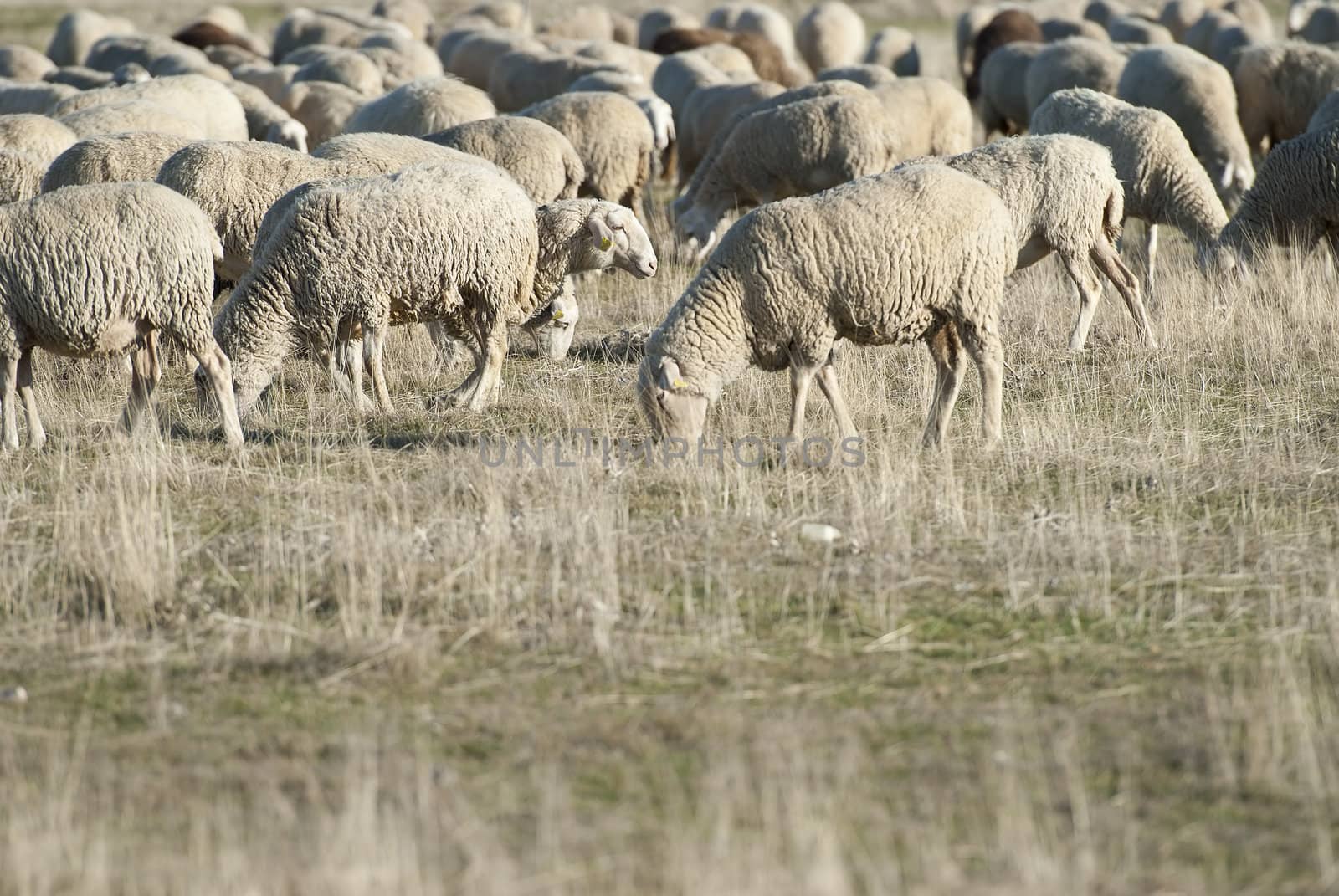 Sheep grazing in the field in a sunny day.