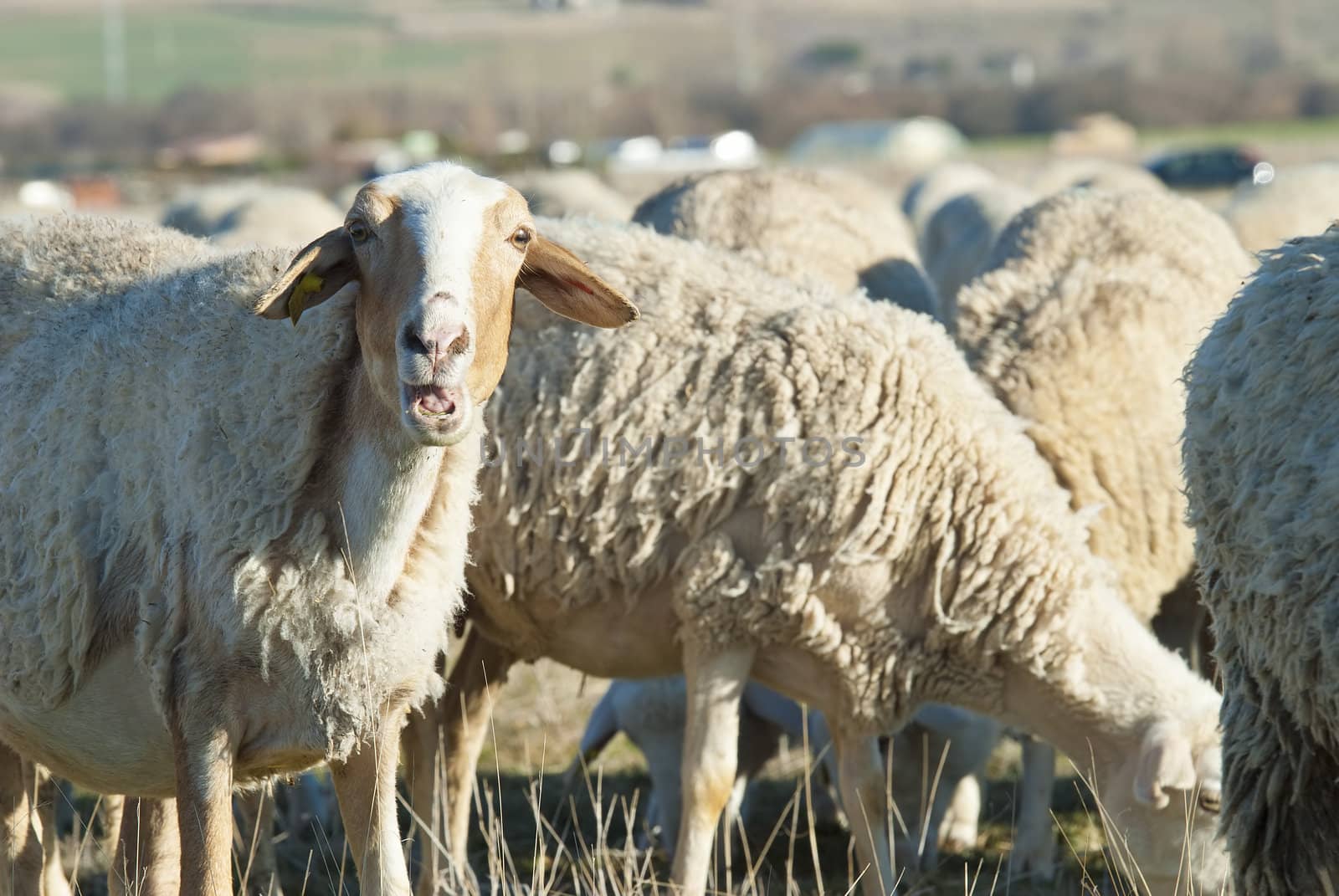 Sheep grazing in the field in a sunny day.