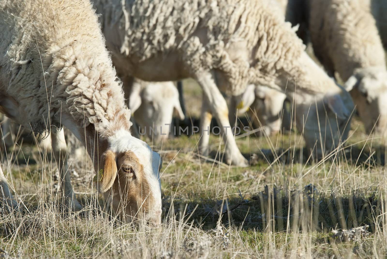 Sheep grazing in the field in a sunny day.