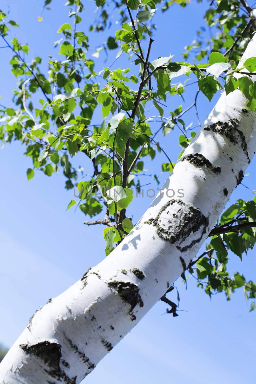 Trunk and green leaves of a birch against the sky