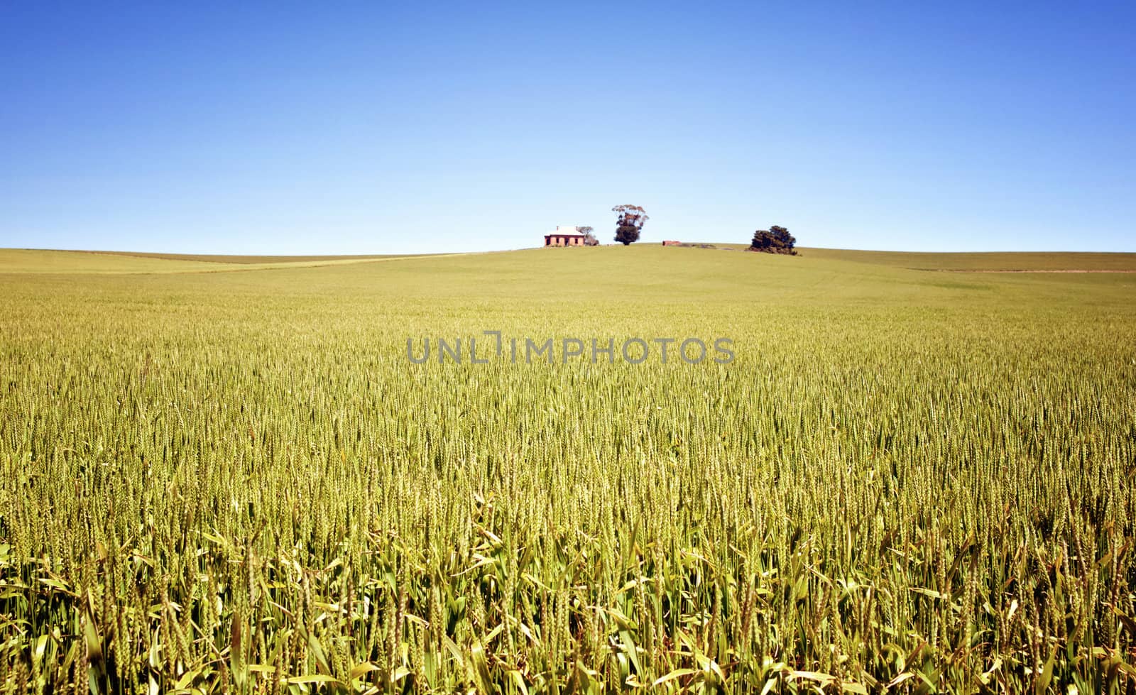 field of wheat landscape by clearviewstock