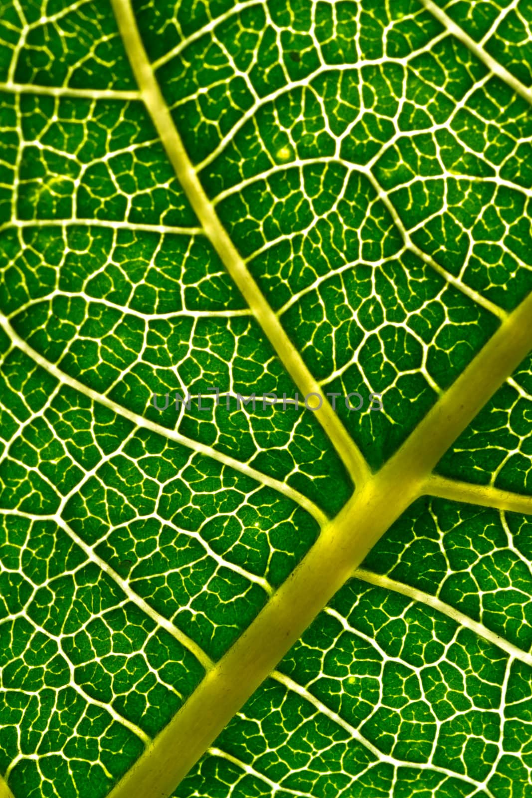 A macro of a leaf texture to back lighting