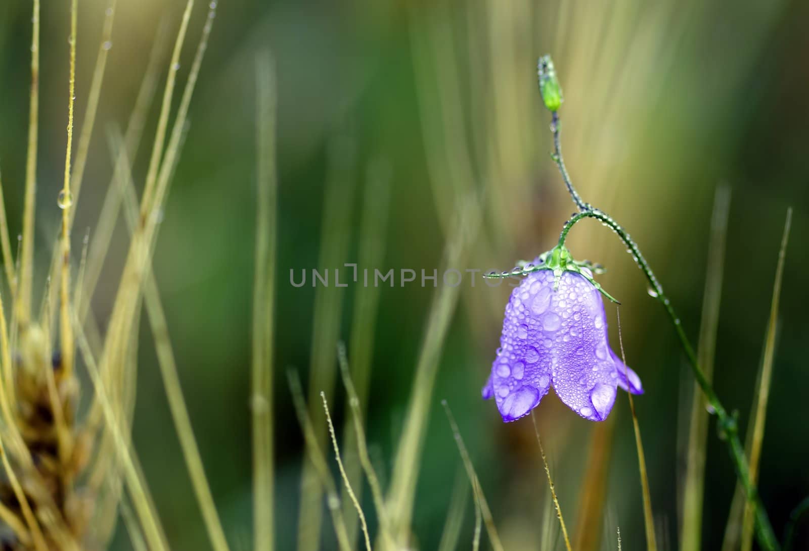 purple flower by gufoto