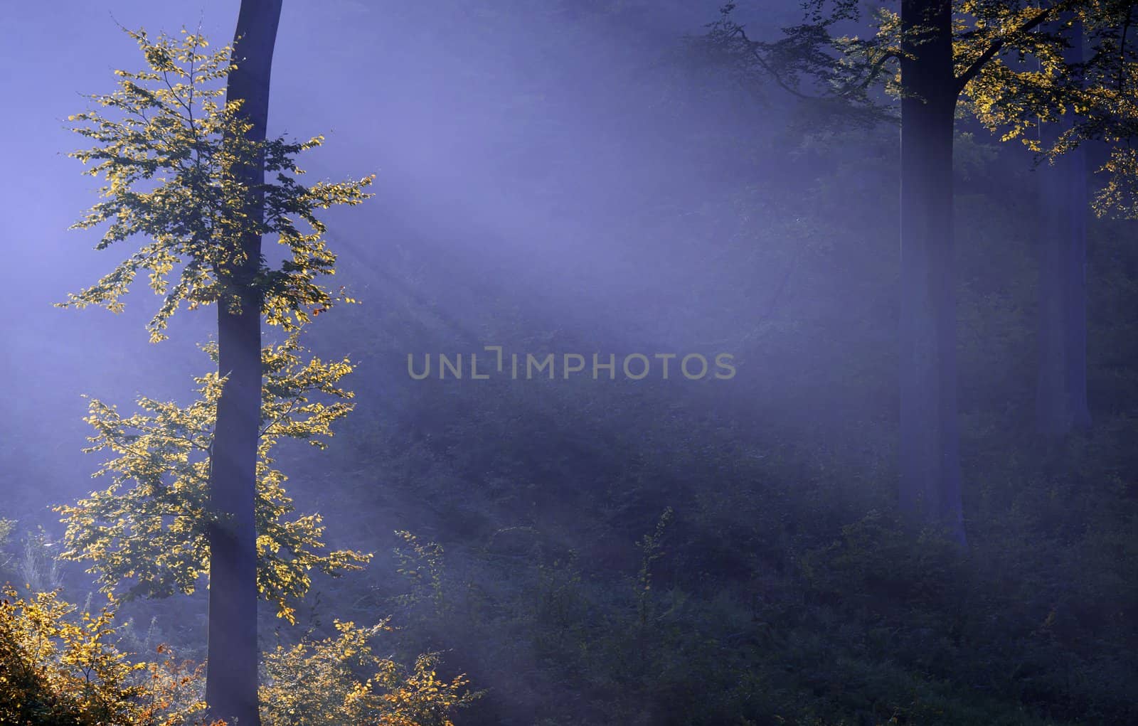 a forest illuminated by the sunlight