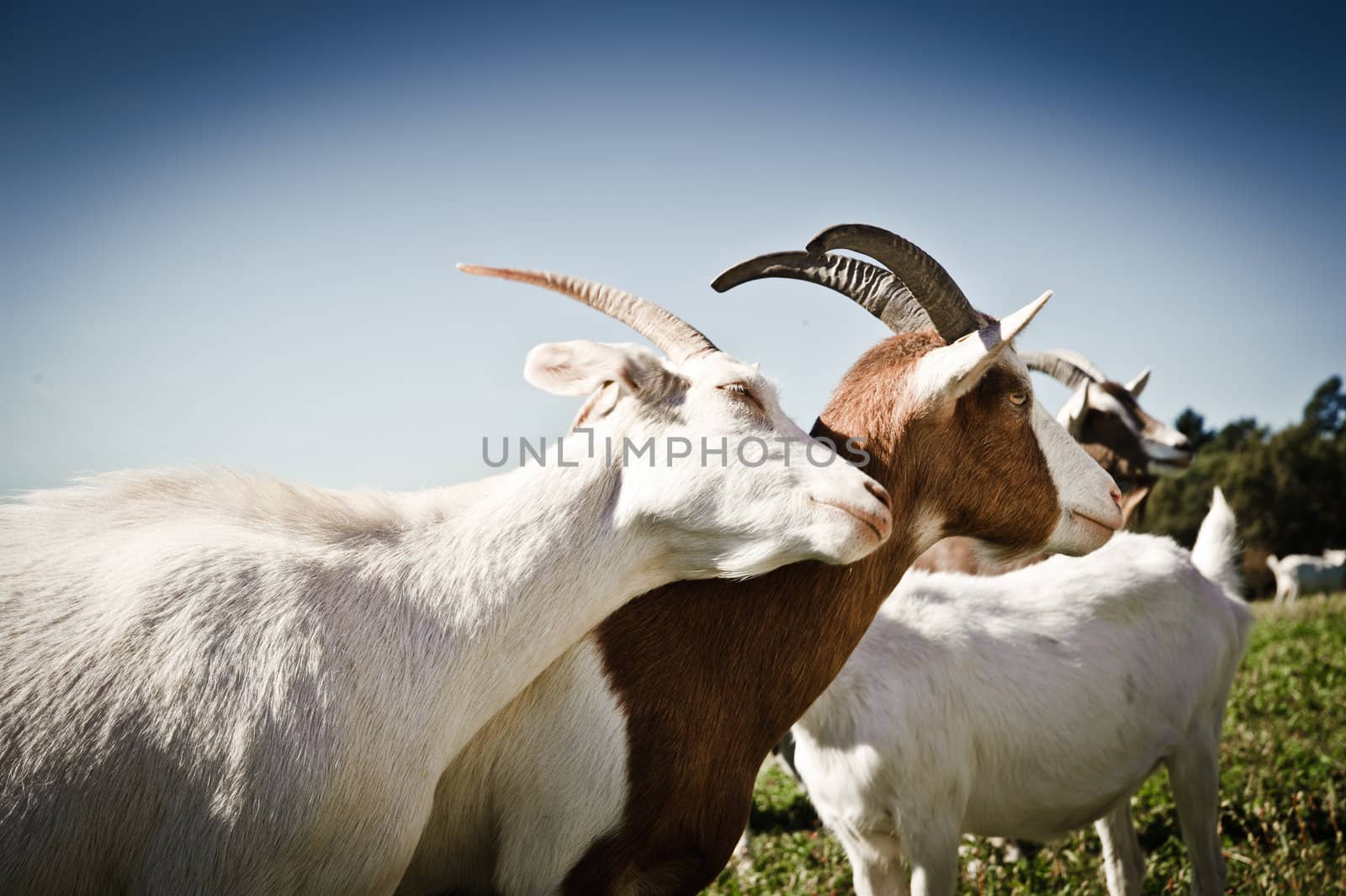 White and brown goats snuggling on the meadow