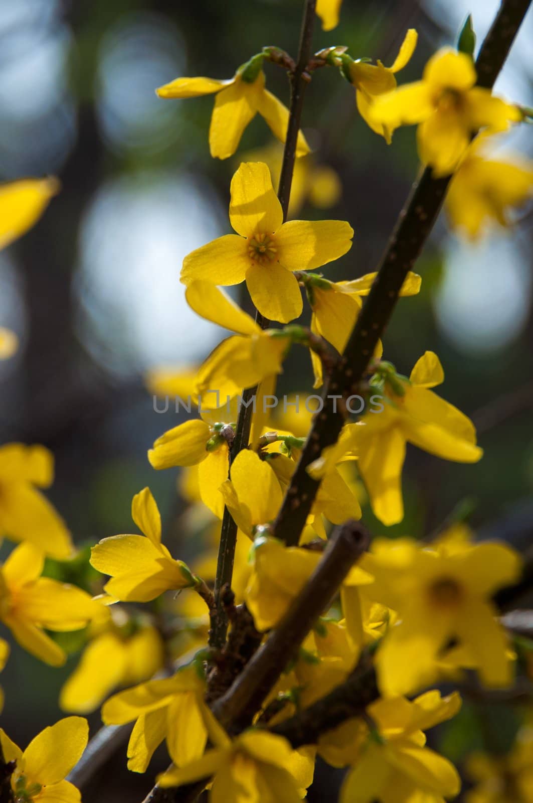 A forsythia shrub in full bloom in spring