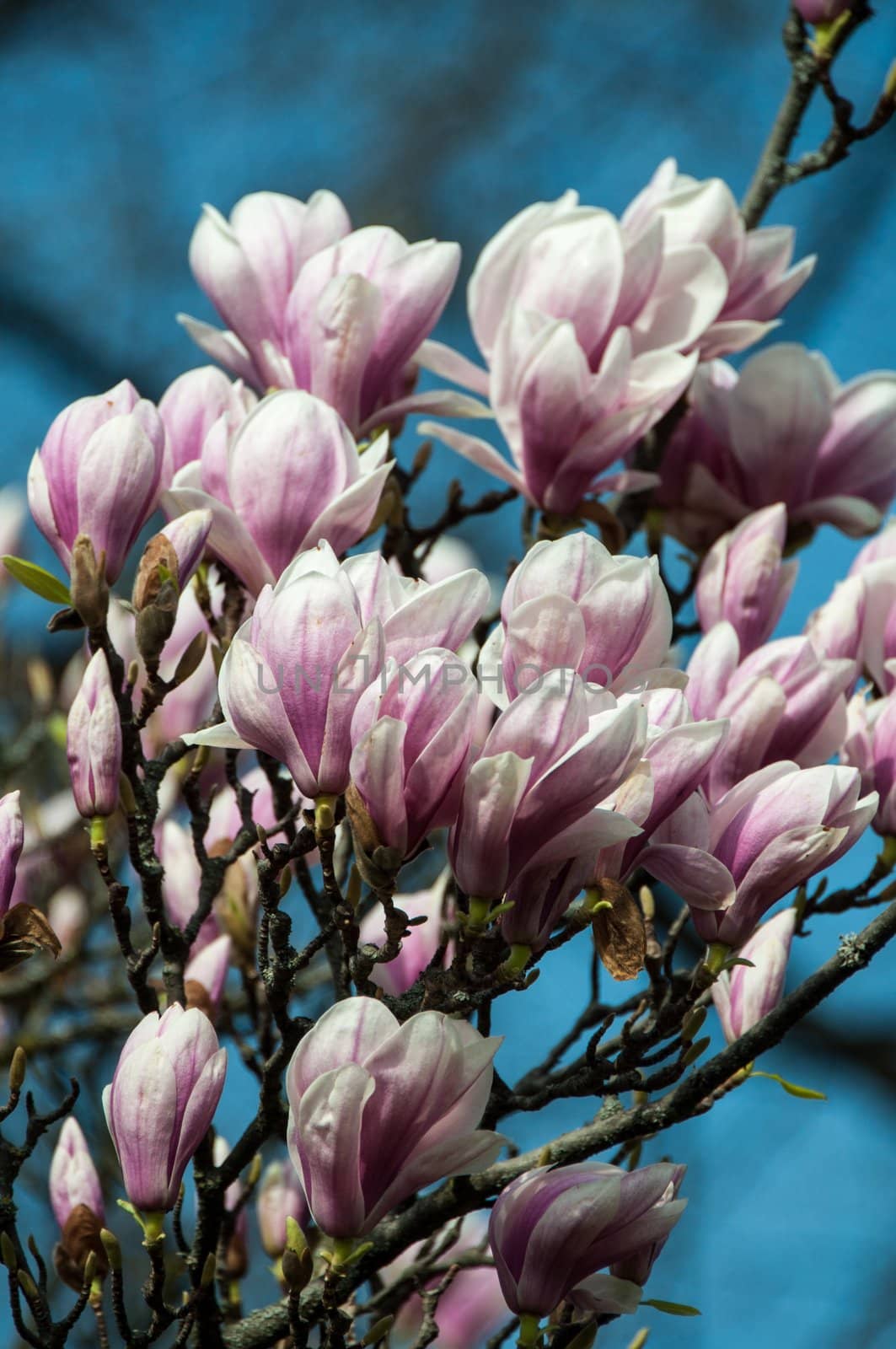 Close up of pink magnolia blossom in full bloom