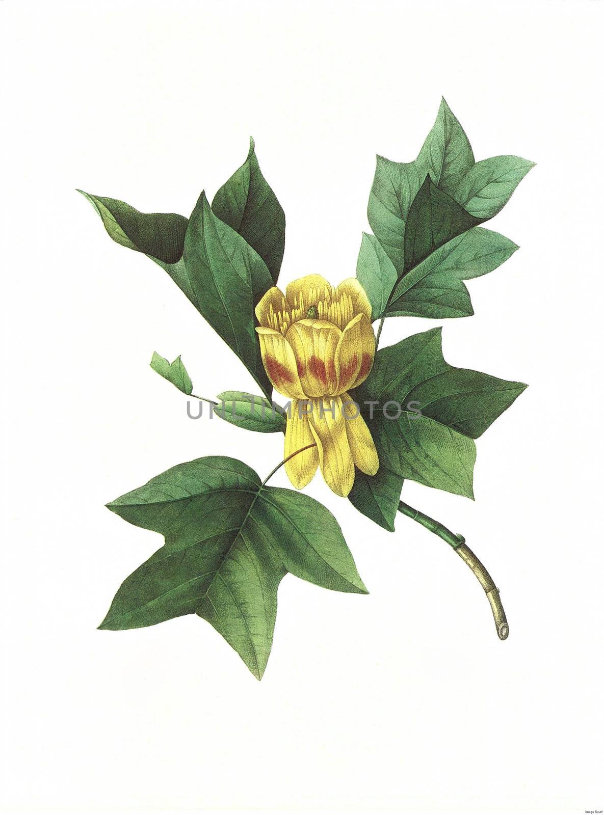flower antique illustration tulip by matteobragaglio