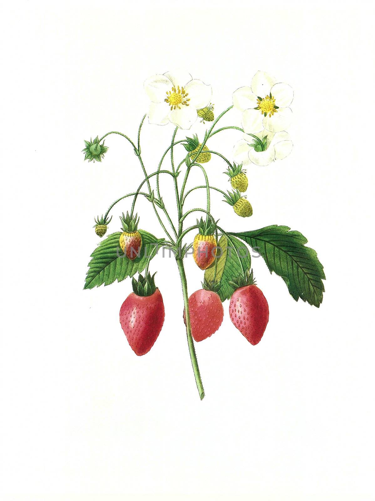 Antique illustration of a fraisier engraved by Pierre-Joseph Redoute (1759 - 1840), nicknamed "The Raphael of flowers".