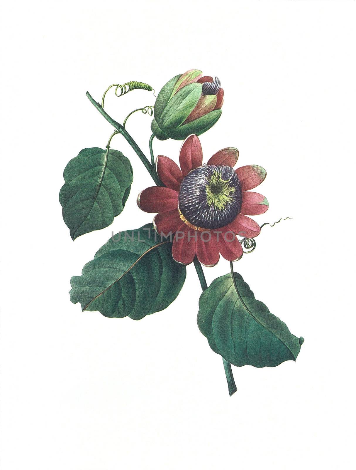 Antique illustration of a passionflower engraved by Pierre-Joseph Redoute (1759 - 1840), nicknamed "The Raphael of flowers".