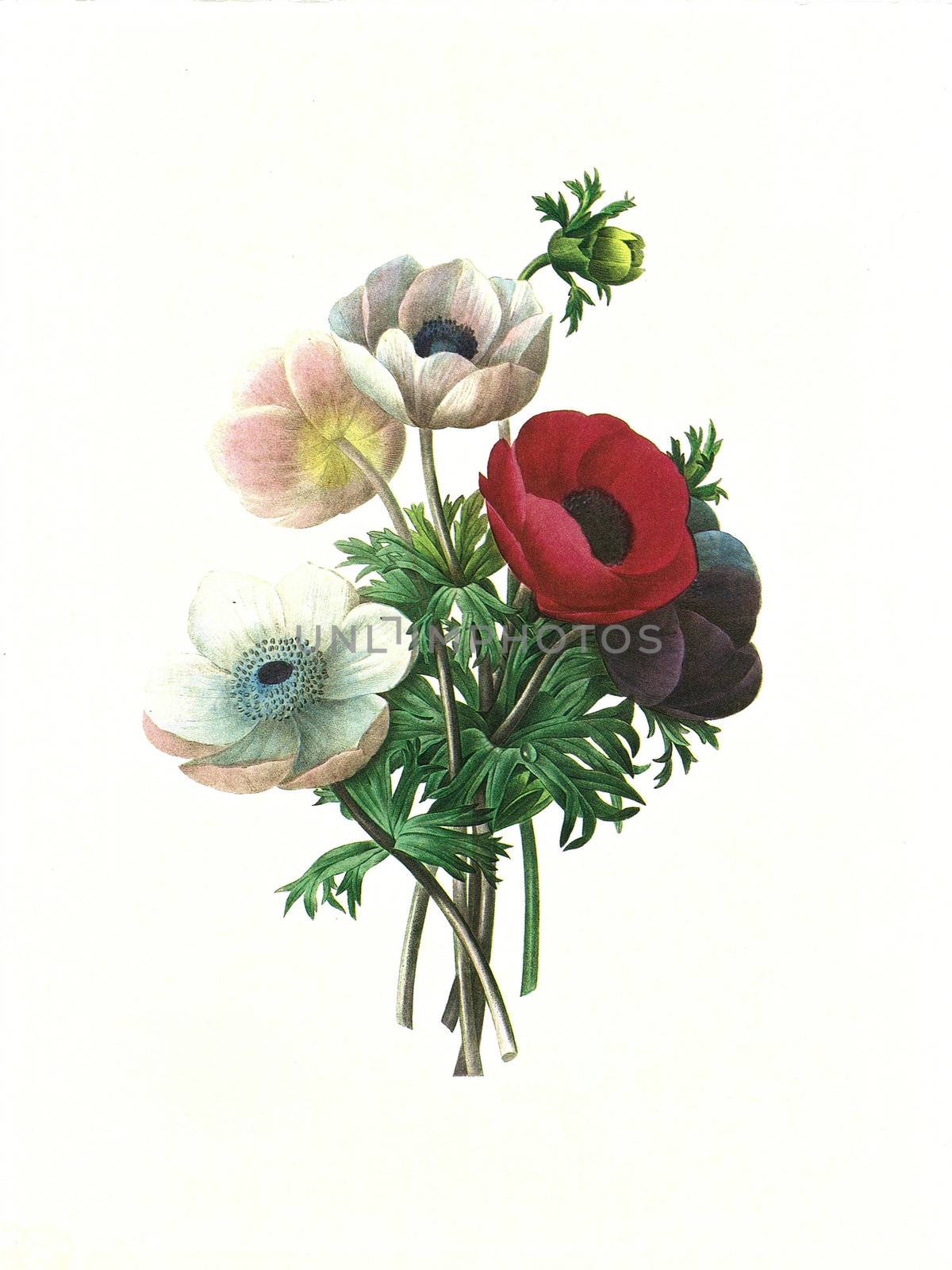 Antique illustration of a anemone simplex engraved by Pierre-Joseph Redoute (1759 - 1840), nicknamed "The Raphael of flowers".