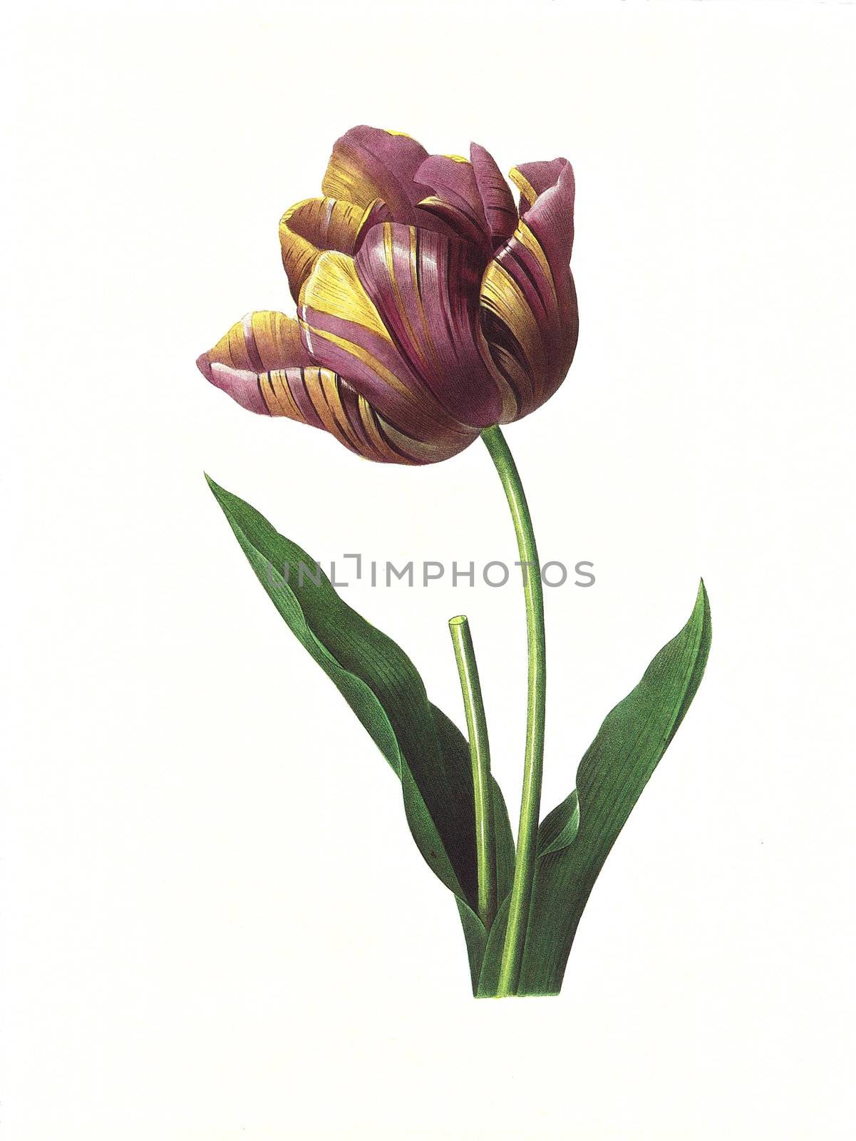 Antique illustration of a tulipe engraved by Pierre-Joseph Redoute (1759 - 1840), nicknamed "The Raphael of flowers".