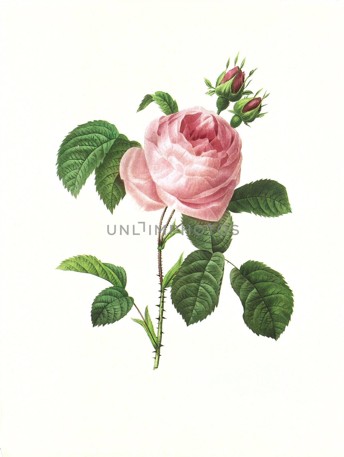 Antique illustration of a rosa centifolia engraved by Pierre-Joseph Redoute (1759 - 1840), nicknamed "The Raphael of flowers".