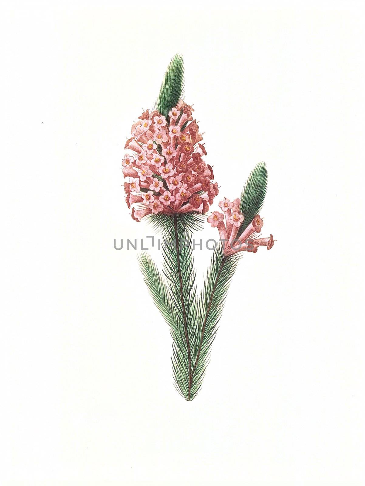 flower antique illustration erica by matteobragaglio