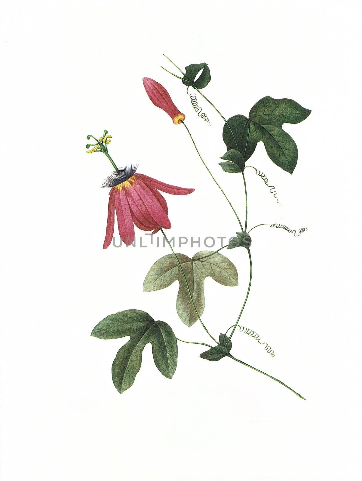 Antique illustration of a passiflora engraved by Pierre-Joseph Redoute (1759 - 1840), nicknamed "The Raphael of flowers".