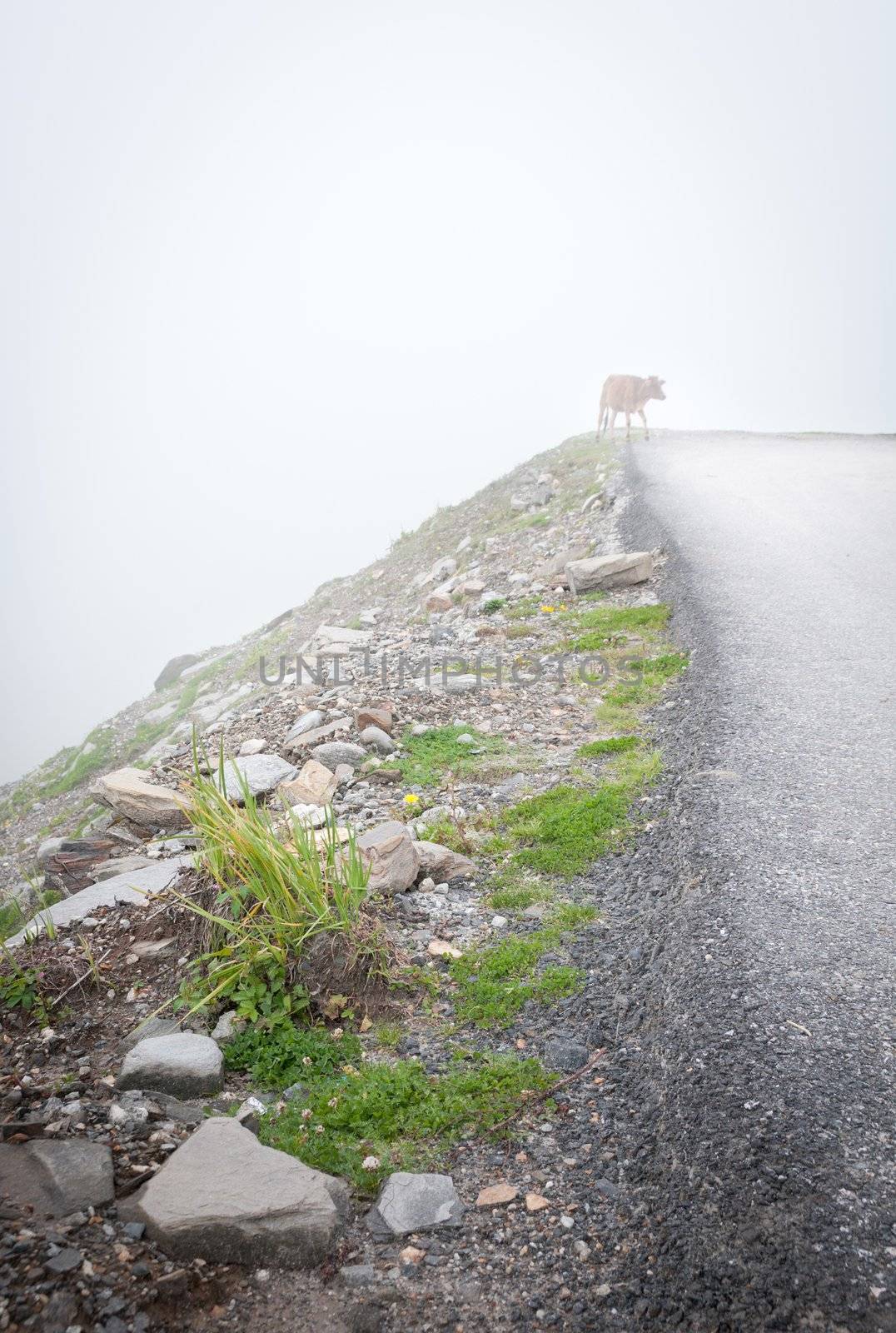 Mystic fog in mountains by iryna_rasko